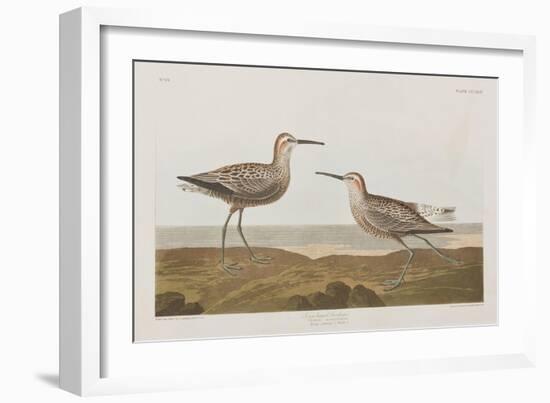 Illustration from 'Birds of America', 1827-38-John James Audubon-Framed Giclee Print