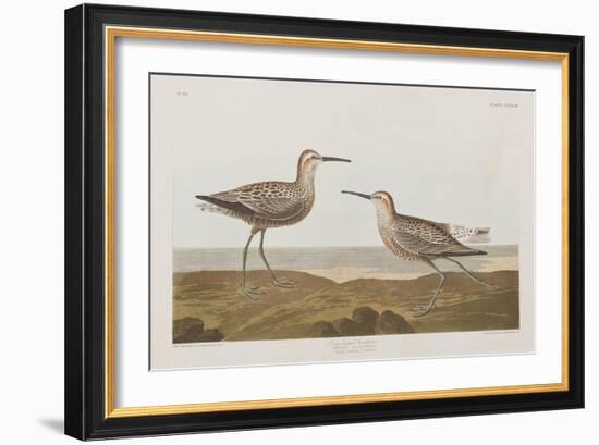 Illustration from 'Birds of America', 1827-38-John James Audubon-Framed Giclee Print