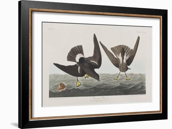 Illustration from 'Birds of America', 1827-38-John James Audubon-Framed Giclee Print