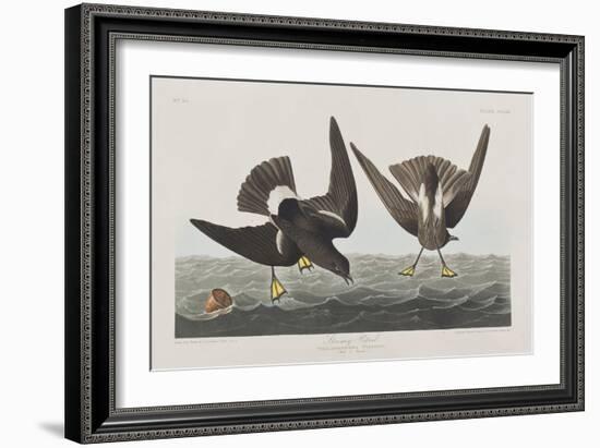 Illustration from 'Birds of America', 1827-38-John James Audubon-Framed Giclee Print