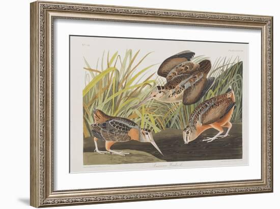 Illustration from 'Birds of America', 1827-38-John James Audubon-Framed Giclee Print