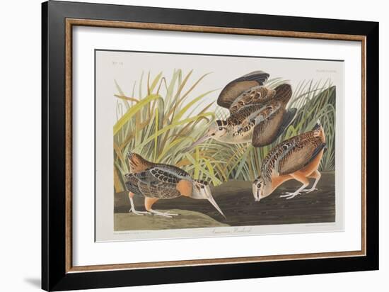 Illustration from 'Birds of America', 1827-38-John James Audubon-Framed Giclee Print