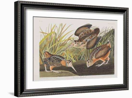 Illustration from 'Birds of America', 1827-38-John James Audubon-Framed Giclee Print