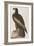 Illustration from 'Birds of America', 1827-38-John James Audubon-Framed Giclee Print