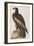 Illustration from 'Birds of America', 1827-38-John James Audubon-Framed Giclee Print