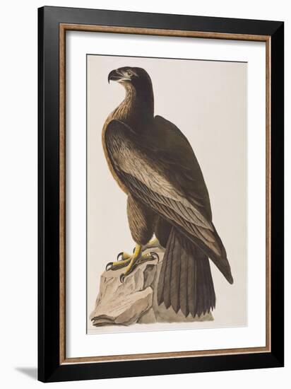 Illustration from 'Birds of America', 1827-38-John James Audubon-Framed Giclee Print