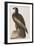 Illustration from 'Birds of America', 1827-38-John James Audubon-Framed Giclee Print