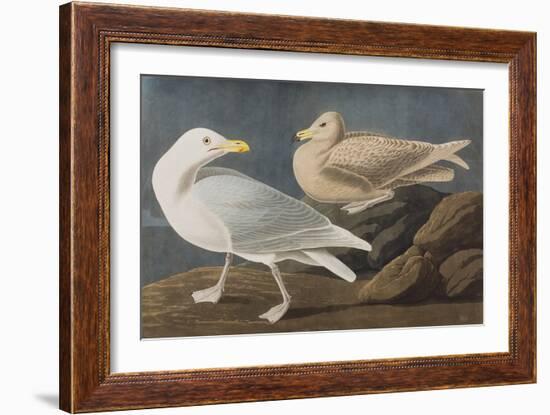 Illustration from 'Birds of America', 1827-38-John James Audubon-Framed Giclee Print