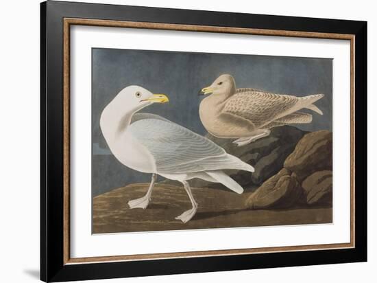 Illustration from 'Birds of America', 1827-38-John James Audubon-Framed Giclee Print