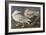 Illustration from 'Birds of America', 1827-38-John James Audubon-Framed Giclee Print