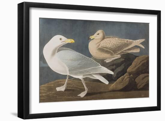 Illustration from 'Birds of America', 1827-38-John James Audubon-Framed Giclee Print