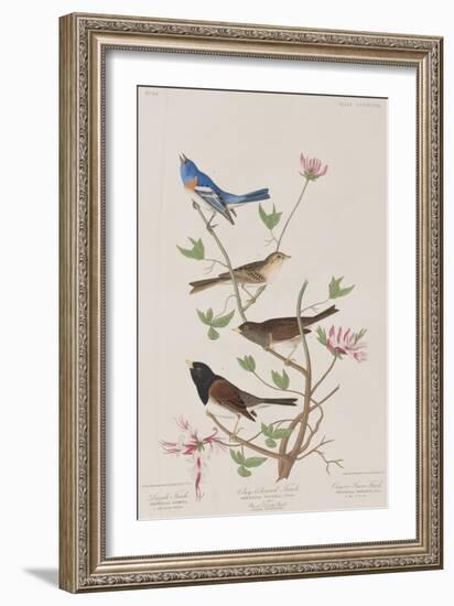 Illustration from 'Birds of America', 1827-38-John James Audubon-Framed Giclee Print