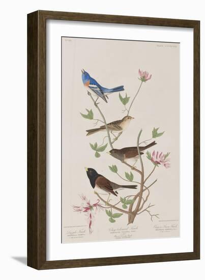 Illustration from 'Birds of America', 1827-38-John James Audubon-Framed Giclee Print