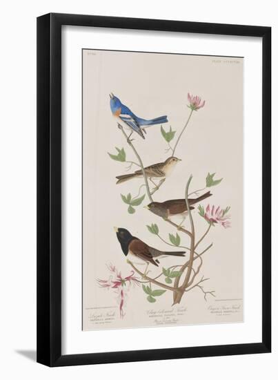 Illustration from 'Birds of America', 1827-38-John James Audubon-Framed Giclee Print