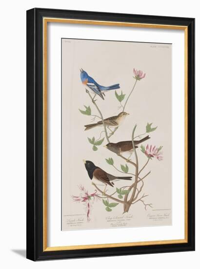 Illustration from 'Birds of America', 1827-38-John James Audubon-Framed Giclee Print