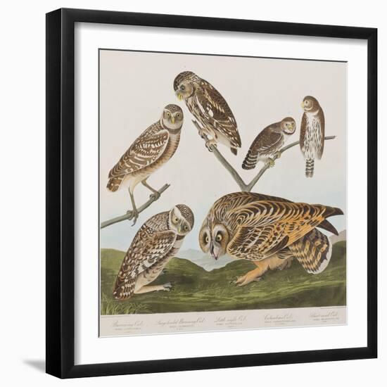 Illustration from 'Birds of America', 1827-38-John James Audubon-Framed Premium Giclee Print