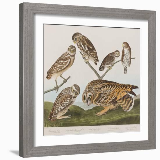 Illustration from 'Birds of America', 1827-38-John James Audubon-Framed Giclee Print