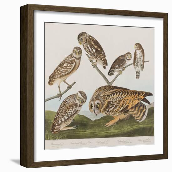 Illustration from 'Birds of America', 1827-38-John James Audubon-Framed Giclee Print