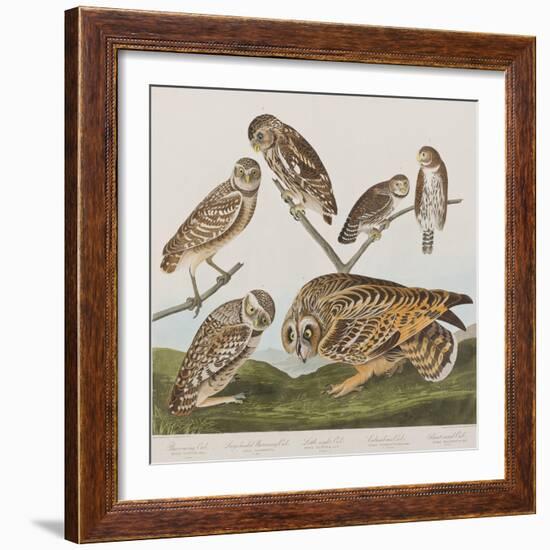 Illustration from 'Birds of America', 1827-38-John James Audubon-Framed Giclee Print