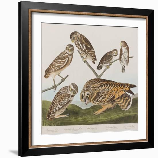 Illustration from 'Birds of America', 1827-38-John James Audubon-Framed Giclee Print