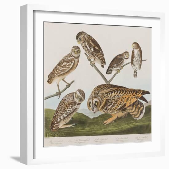 Illustration from 'Birds of America', 1827-38-John James Audubon-Framed Giclee Print