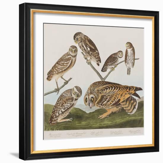 Illustration from 'Birds of America', 1827-38-John James Audubon-Framed Giclee Print