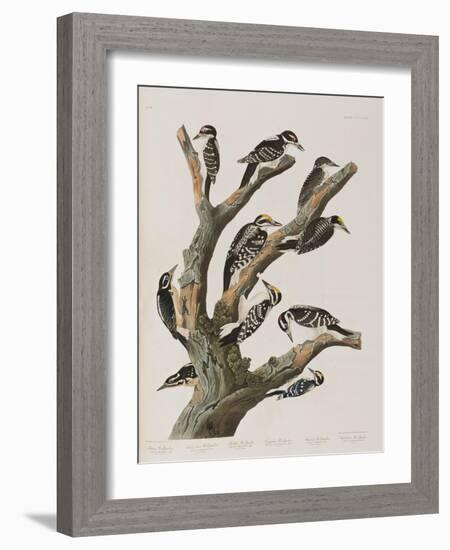 Illustration from 'Birds of America', 1827-38-John James Audubon-Framed Giclee Print