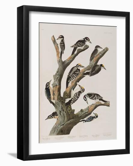 Illustration from 'Birds of America', 1827-38-John James Audubon-Framed Giclee Print