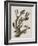 Illustration from 'Birds of America', 1827-38-John James Audubon-Framed Giclee Print