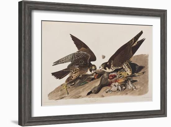 Illustration from 'Birds of America', 1827-38-John James Audubon-Framed Giclee Print