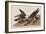 Illustration from 'Birds of America', 1827-38-John James Audubon-Framed Giclee Print