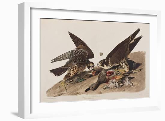 Illustration from 'Birds of America', 1827-38-John James Audubon-Framed Giclee Print