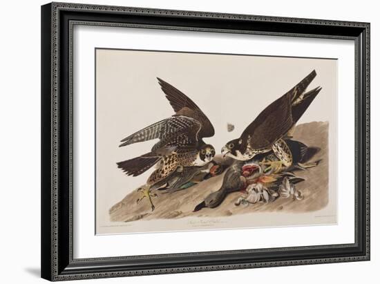 Illustration from 'Birds of America', 1827-38-John James Audubon-Framed Giclee Print