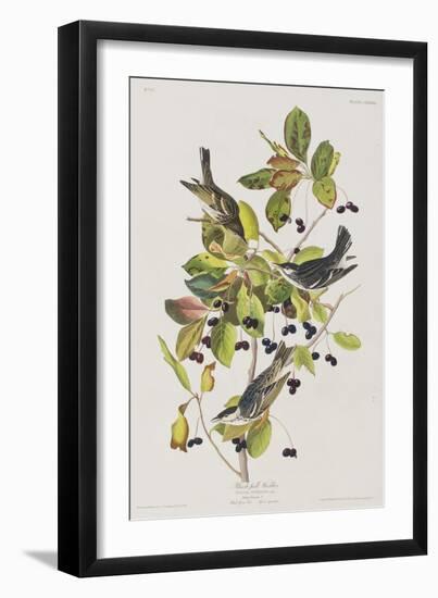 Illustration from 'Birds of America', 1827-38-John James Audubon-Framed Giclee Print