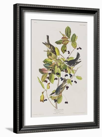 Illustration from 'Birds of America', 1827-38-John James Audubon-Framed Giclee Print