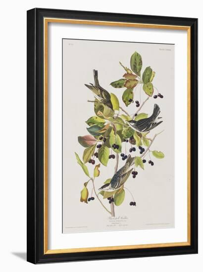 Illustration from 'Birds of America', 1827-38-John James Audubon-Framed Giclee Print