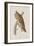 Illustration from 'Birds of America', 1827-38-John James Audubon-Framed Giclee Print