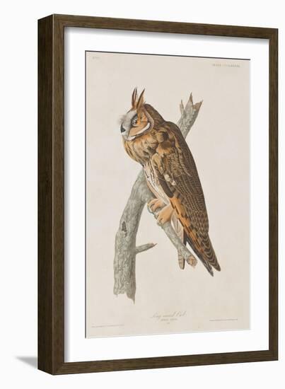 Illustration from 'Birds of America', 1827-38-John James Audubon-Framed Giclee Print