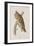 Illustration from 'Birds of America', 1827-38-John James Audubon-Framed Giclee Print