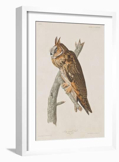 Illustration from 'Birds of America', 1827-38-John James Audubon-Framed Giclee Print