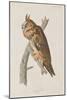 Illustration from 'Birds of America', 1827-38-John James Audubon-Mounted Giclee Print