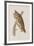 Illustration from 'Birds of America', 1827-38-John James Audubon-Framed Giclee Print