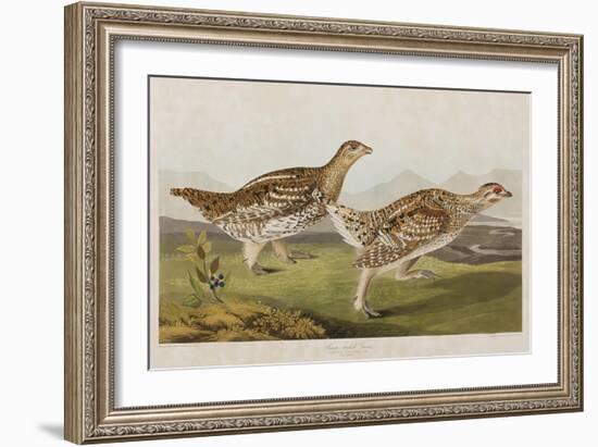 Illustration from 'Birds of America', 1827-38-John James Audubon-Framed Giclee Print