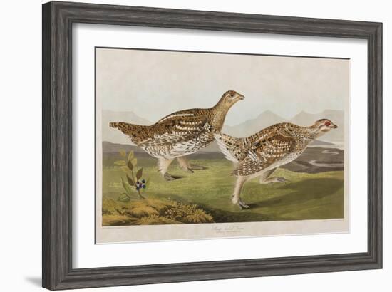 Illustration from 'Birds of America', 1827-38-John James Audubon-Framed Giclee Print