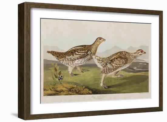 Illustration from 'Birds of America', 1827-38-John James Audubon-Framed Giclee Print