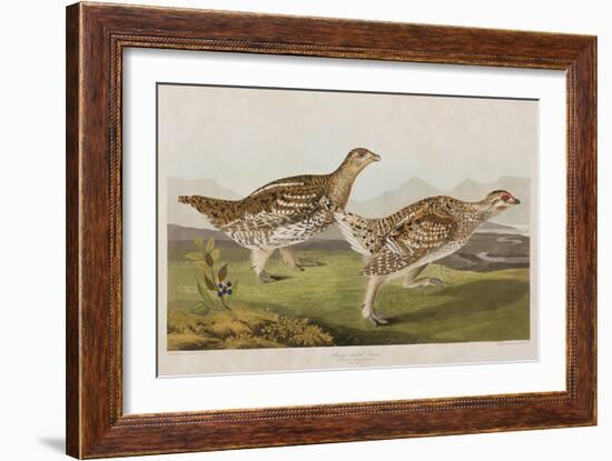 Illustration from 'Birds of America', 1827-38-John James Audubon-Framed Giclee Print