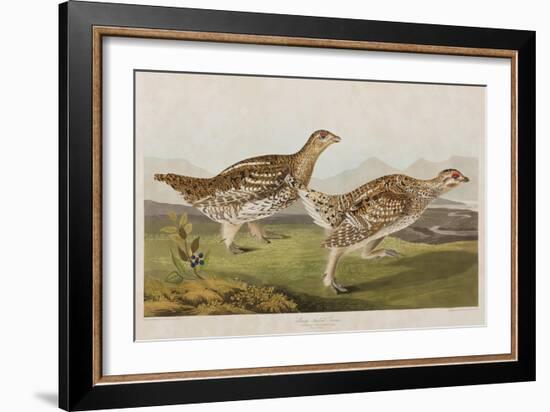 Illustration from 'Birds of America', 1827-38-John James Audubon-Framed Giclee Print