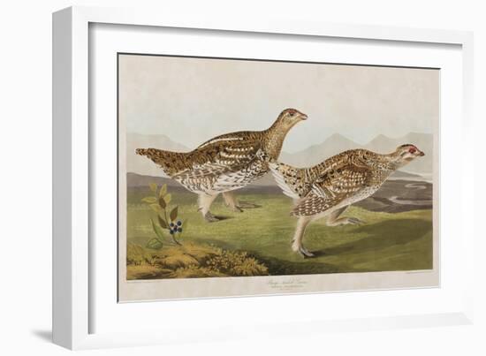 Illustration from 'Birds of America', 1827-38-John James Audubon-Framed Giclee Print