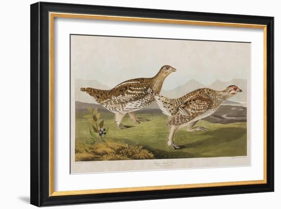 Illustration from 'Birds of America', 1827-38-John James Audubon-Framed Giclee Print