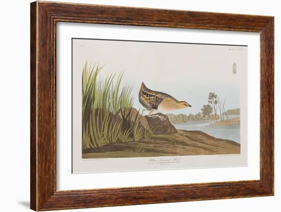 Illustration from 'Birds of America', 1827-38-John James Audubon-Framed Giclee Print